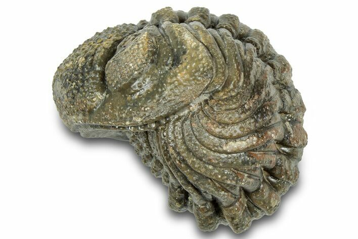 Wide Enrolled Morocops Trilobite - Morocco #323207